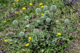 Echinops sphaerocephalus. Расцветающее растение в сообществе с Campanula и Leontodon. Ингушетия, Джейрахский р-н, перевал Цей-Лоам, ≈ 2200 м н.у.м., луговой склон. 24.07.2022.