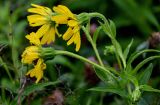 Arnica sachalinensis