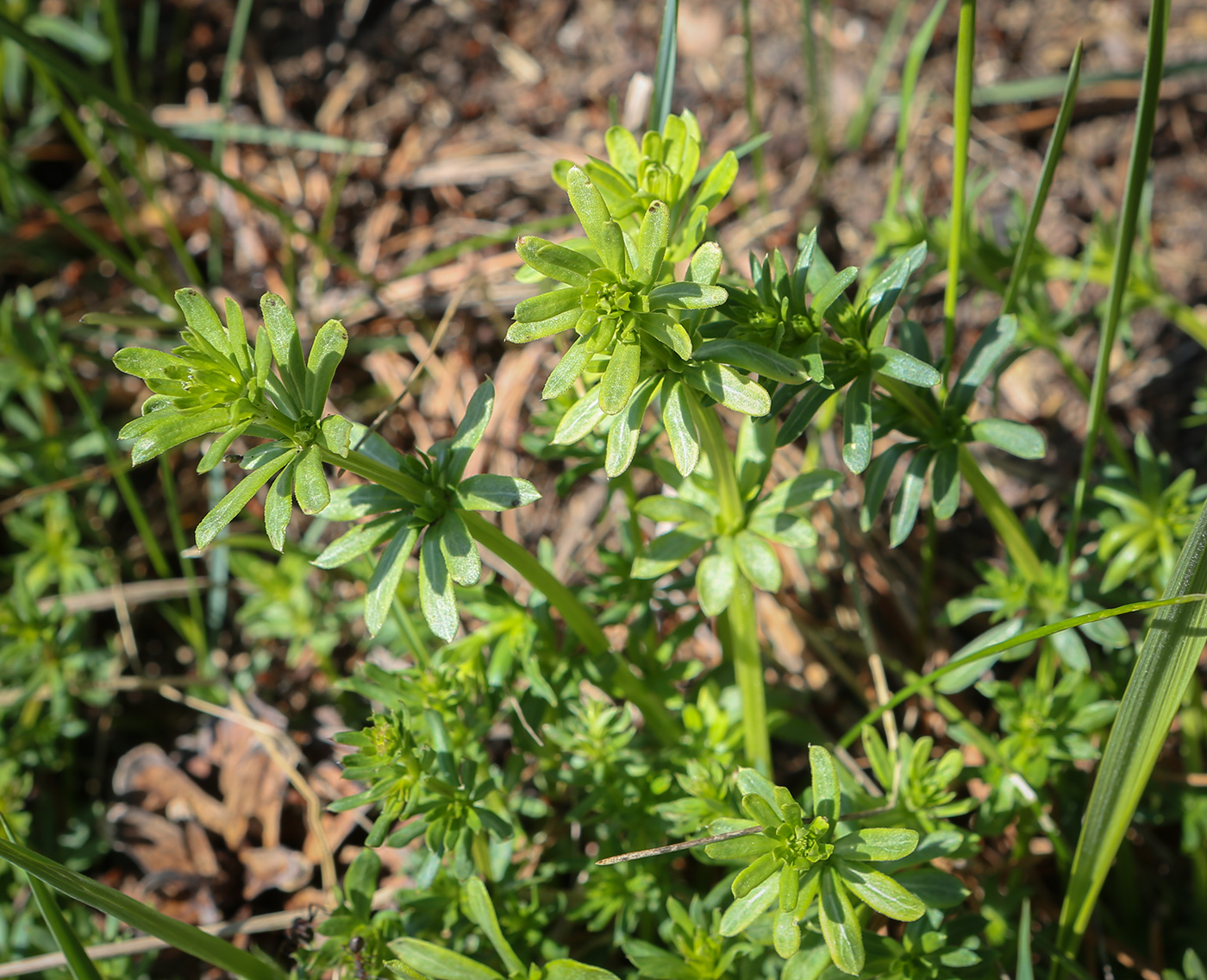 Изображение особи Galium mollugo.