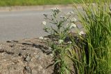 Achillea cartilaginea