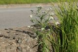 Achillea cartilaginea. Верхушка цветущего растения (справа - листья Carex). Великий Новгород, Торговая сторона, берег р. Волхов перед Ярославовым Дворищем, в щели между бордюрным камнем и бетонной плитой набережной. 23.07.2023.