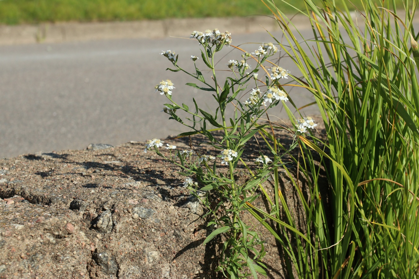 Image of Achillea cartilaginea specimen.