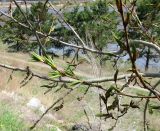 Populus suaveolens. Ветви с разворачивающимися листьями и цветочными серёжками. Бурятия, Иволгинский р-н, 427-й км трассы Р-258 \"Байкал\", обочина дороги. 22.05.2023.