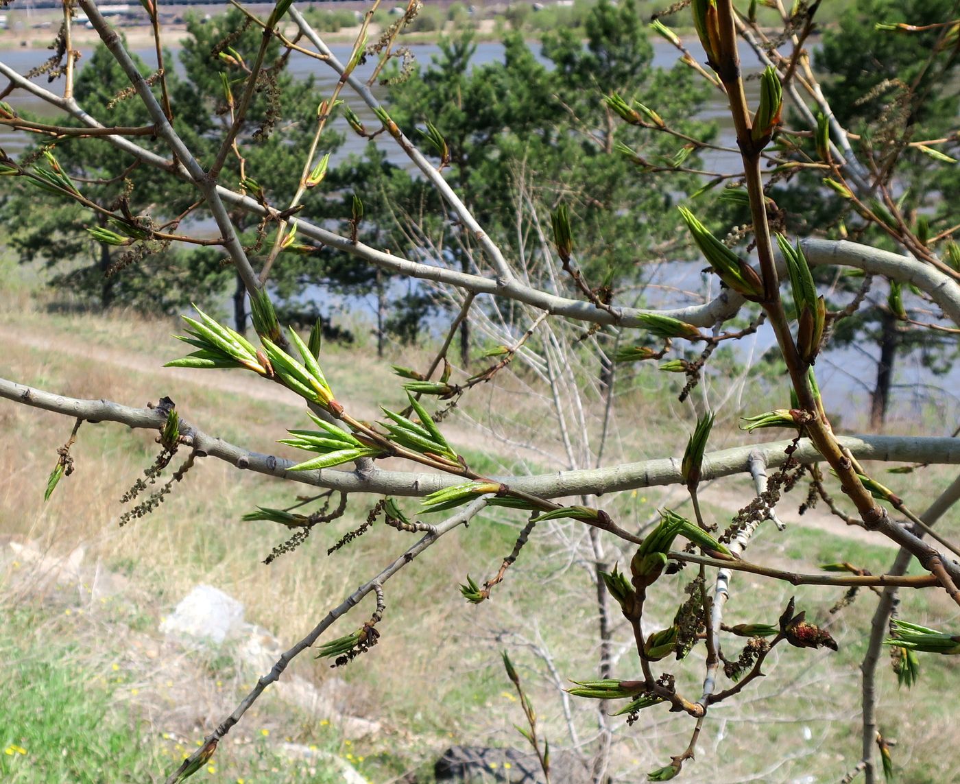 Image of Populus suaveolens specimen.