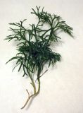 Diphasiastrum &times; zeilleri