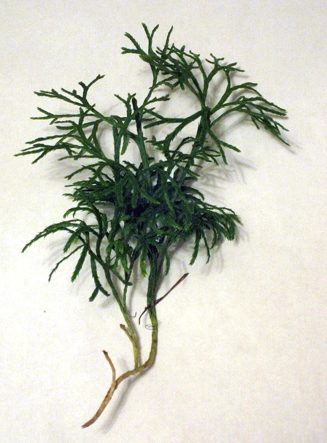 Image of Diphasiastrum × zeilleri specimen.