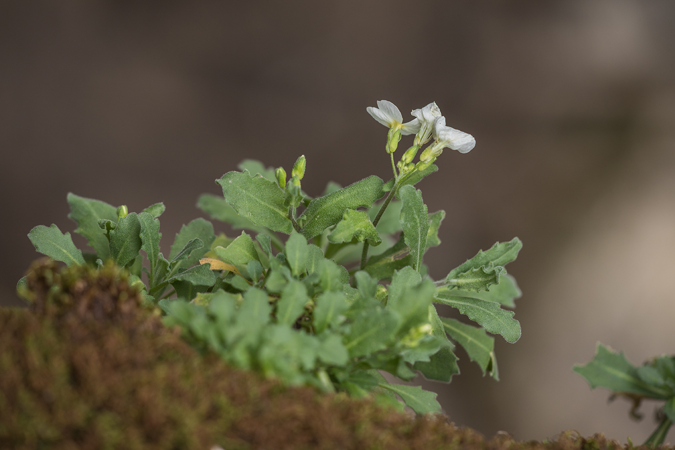 Изображение особи Arabis caucasica.