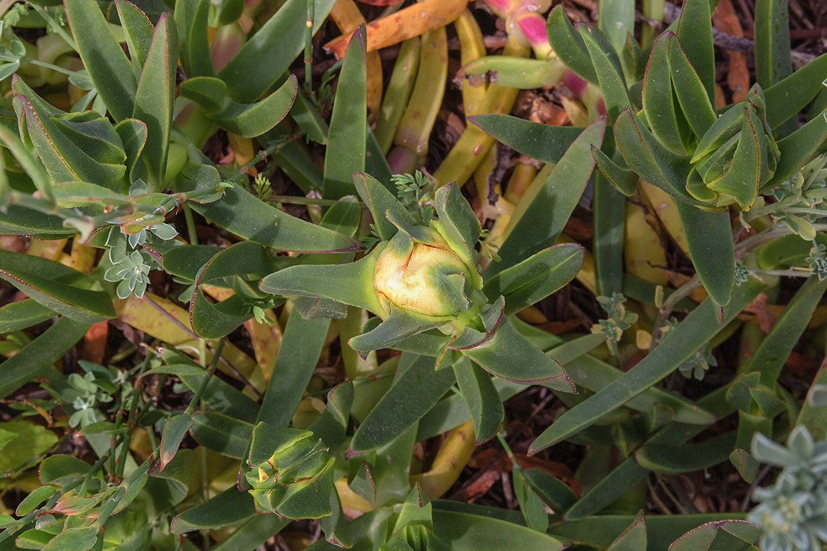 Image of Carpobrotus edulis specimen.