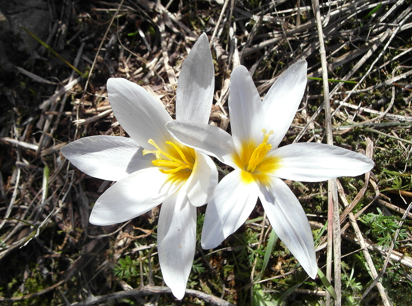 Image of Crocus alatavicus specimen.