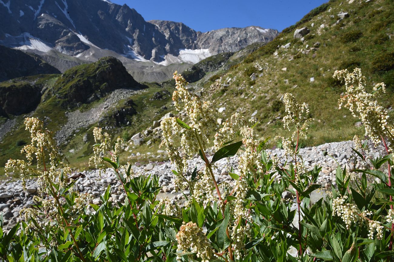 Изображение особи Aconogonon panjutinii.