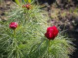 Paeonia tenuifolia