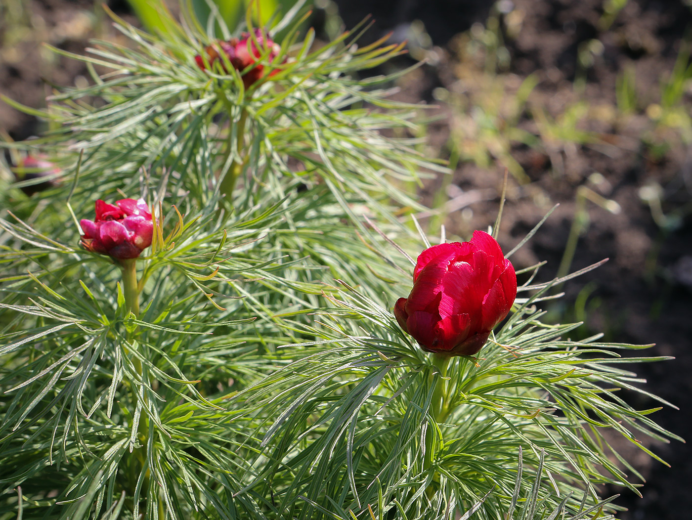 Изображение особи Paeonia tenuifolia.