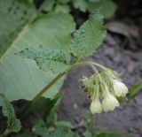 Symphytum grandiflorum. Верхушка цветущего растения. Абхазия, Рицинский реликтовый национальный парк, северный берег оз. Рица, ≈ 900 м н.у.м., старый парк. 13.04.2024.