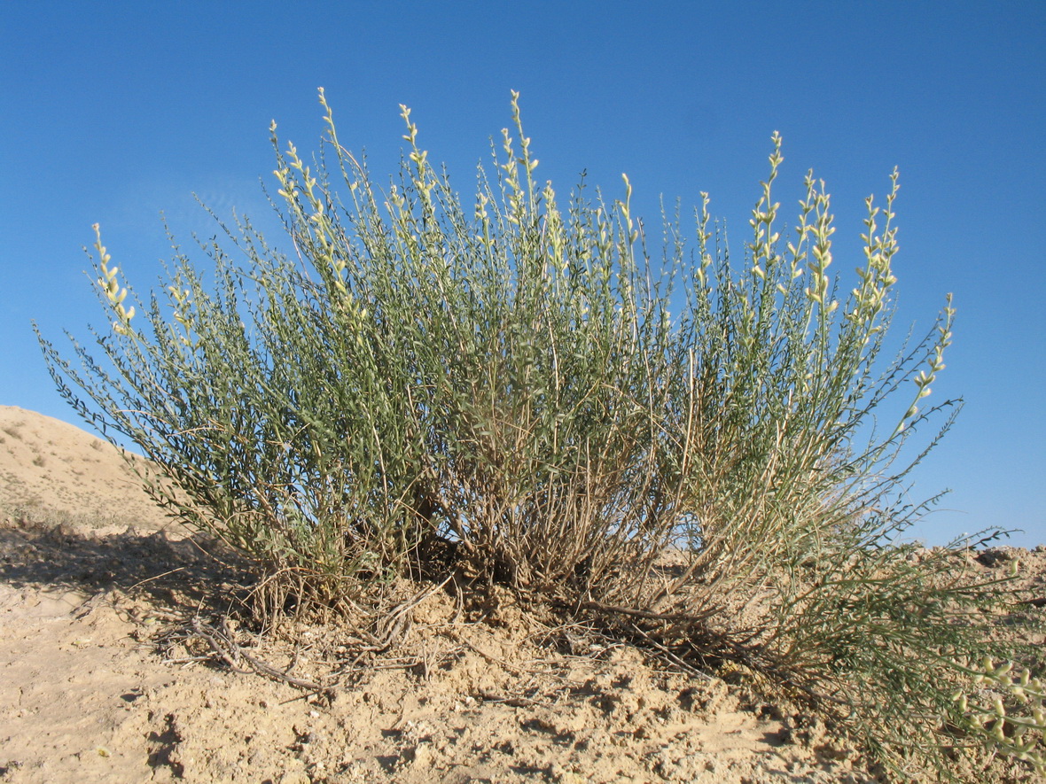 Image of Ammothamnus songoricus specimen.