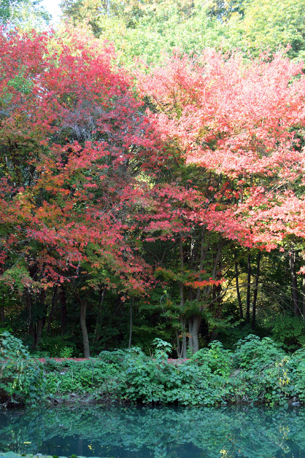 Image of Acer henryi specimen.