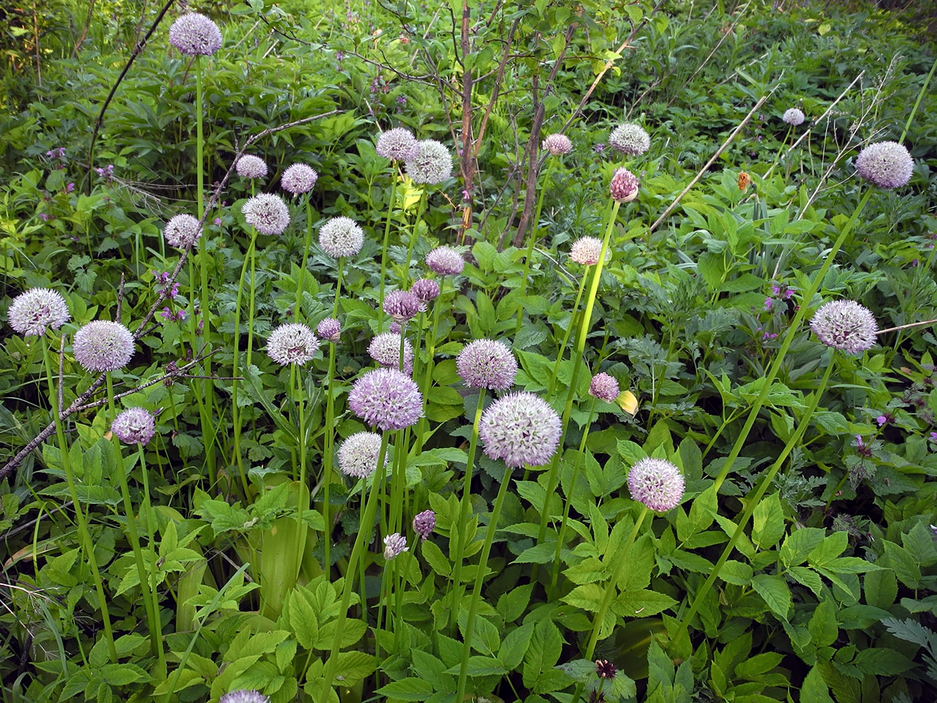 Image of Allium grande specimen.