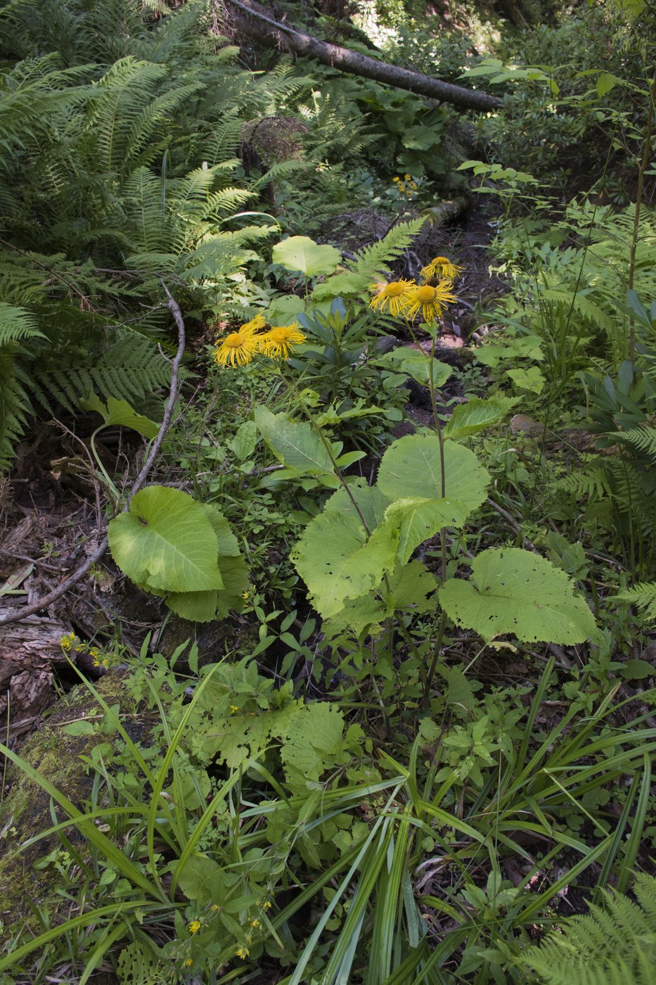 Image of Telekia speciosa specimen.