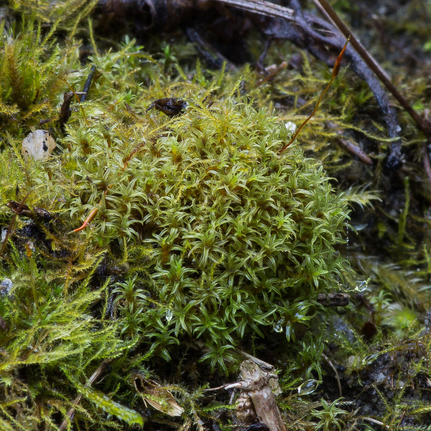 Image of Barbula unguiculata specimen.