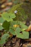 Cicerbita petiolata
