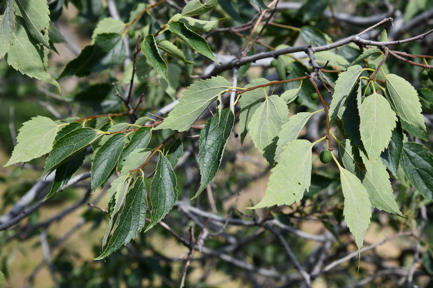 Image of Celtis caucasica specimen.