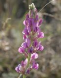 Image of taxon representative. Author is Михаил Князев