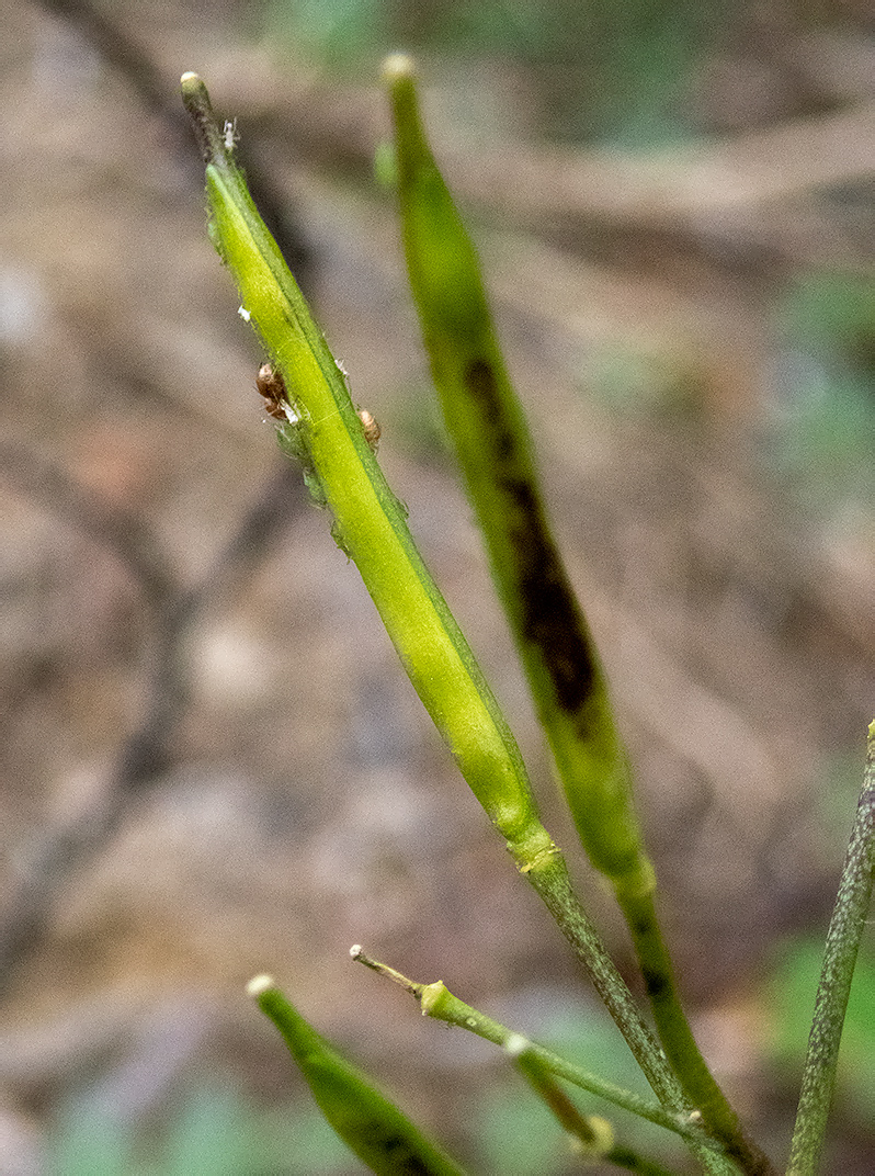 Image of Cardamine quinquefolia specimen.