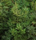 Artemisia gmelinii