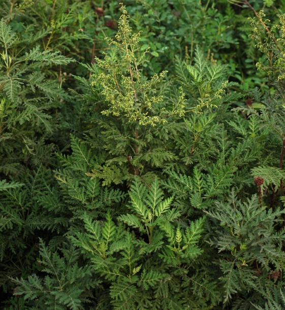 Image of Artemisia gmelinii specimen.