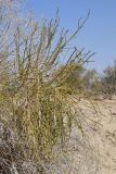 Arthrophytum balchaschense
