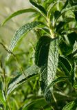 Phlomis pungens