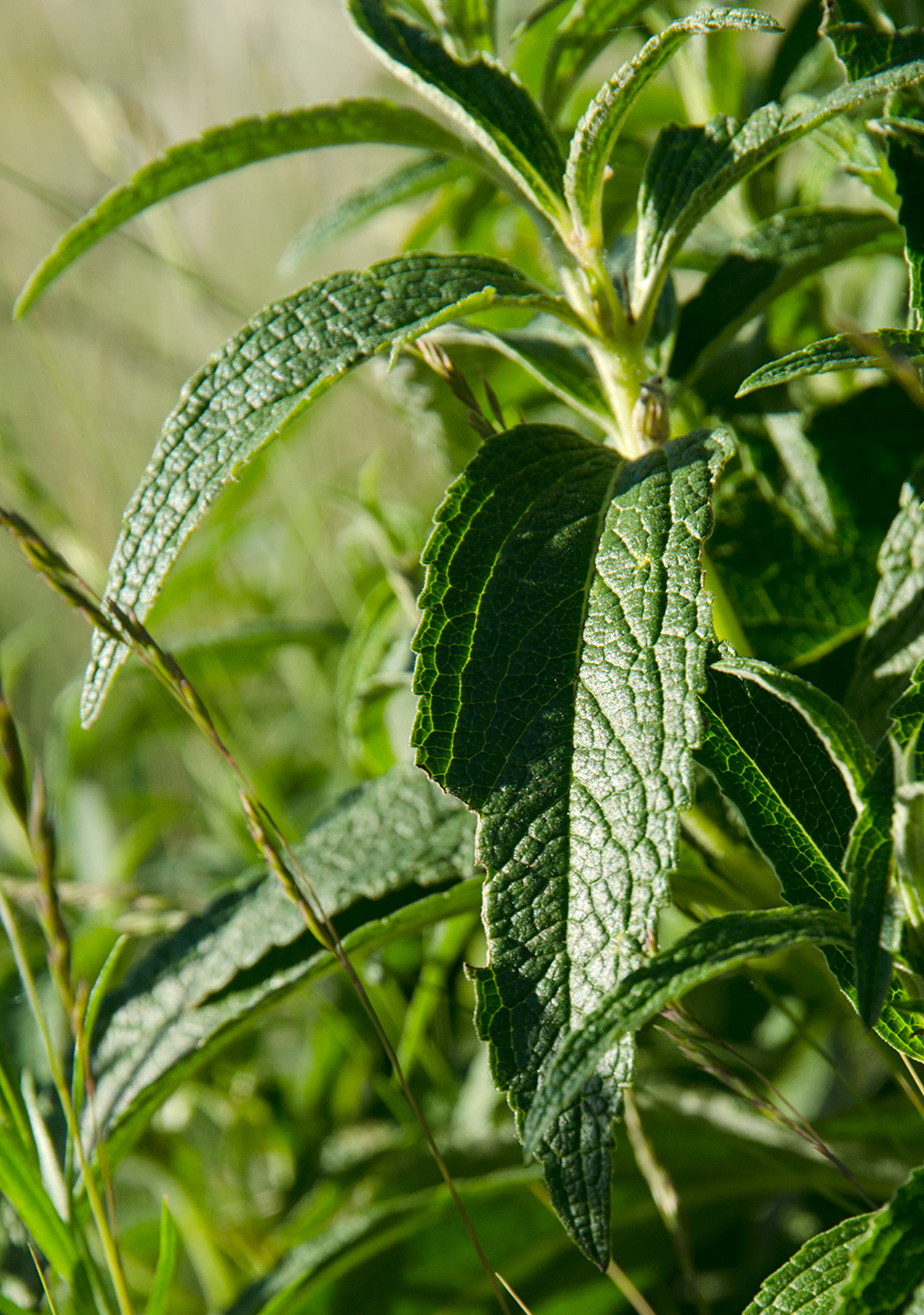 Изображение особи Phlomis pungens.
