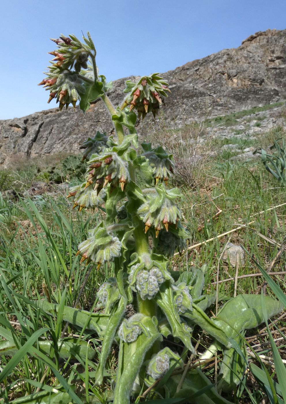 Image of Rindera echinata specimen.