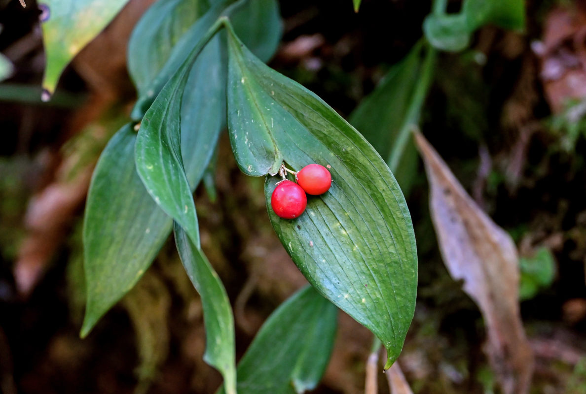 Image of Ruscus colchicus specimen.