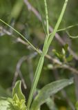 Lathyrus annuus