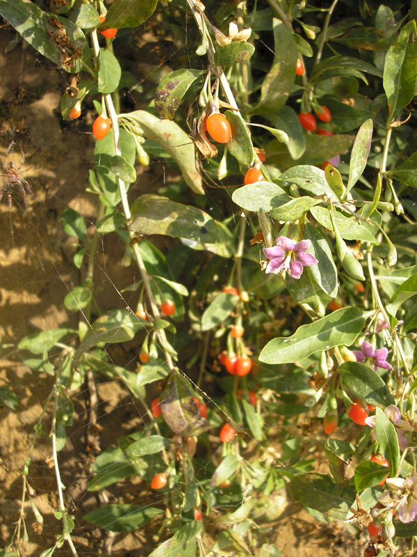 Image of Lycium barbarum specimen.