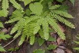 Adiantum pedatum. Растение на каменистом берегу ручья. Приморский край, Шкотовский р-н, склон горы Литовка (Фалаза) в долине ручья Березовый. 10.07.2016.