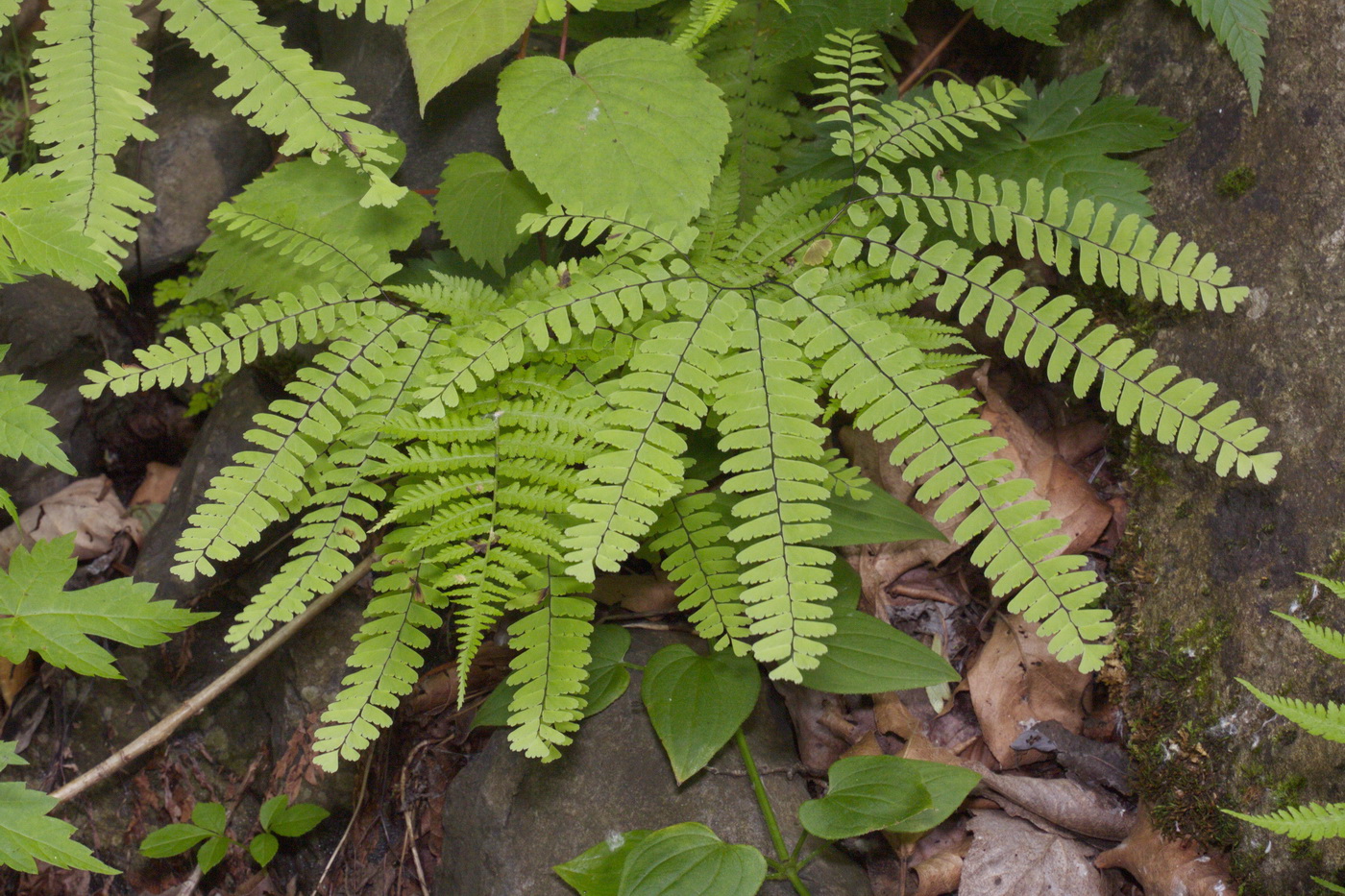 Image of Adiantum pedatum specimen.