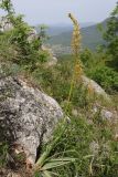 Eremurus thiodanthus