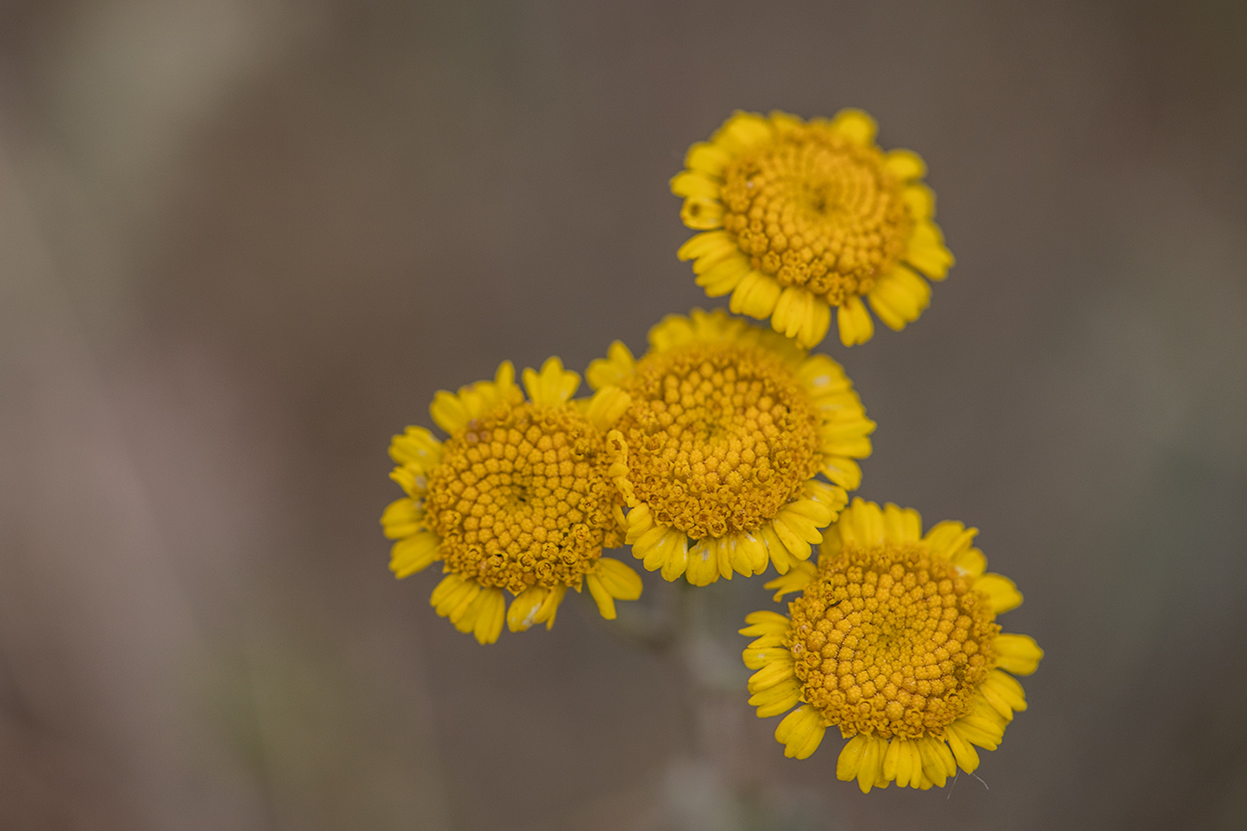 Image of Tanacetum millefolium specimen.