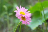 familia Asteraceae