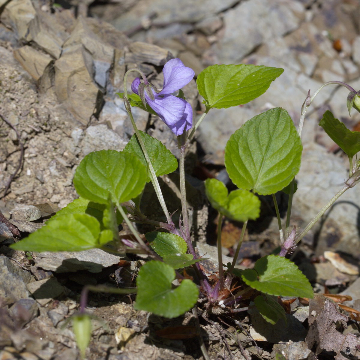 Image of Viola sieheana specimen.