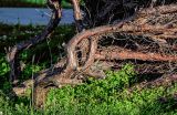 Juniperus sabina