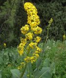 Ligularia macrophylla