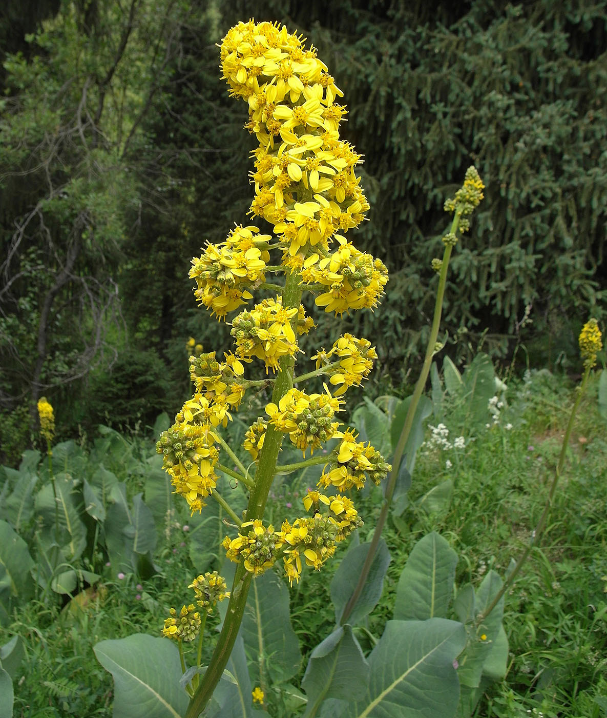 Image of Ligularia macrophylla specimen.