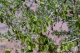 Zygophyllum xanthoxylum