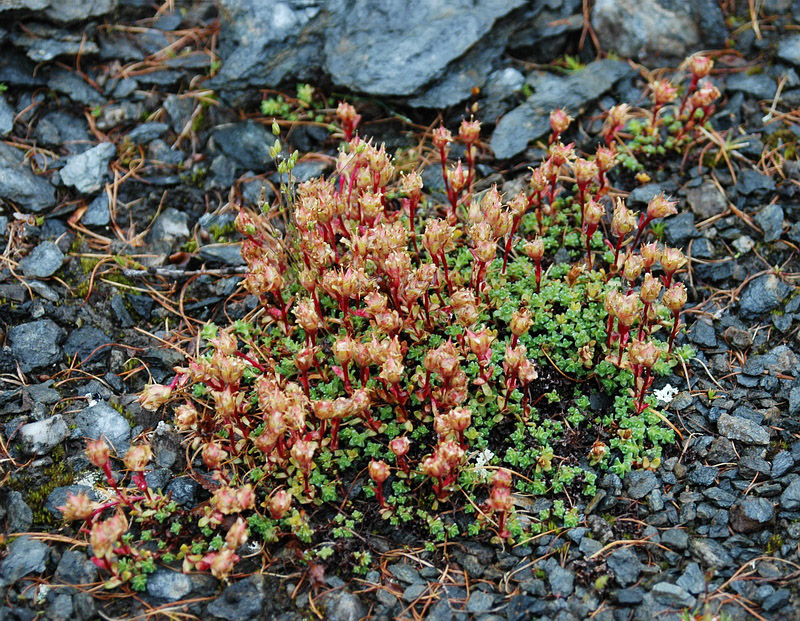 Изображение особи Saxifraga oppositifolia.