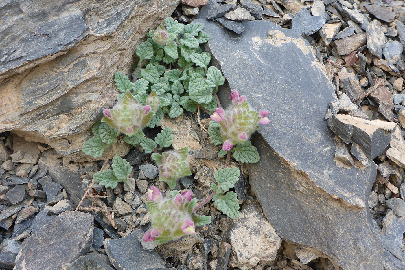 Изображение особи Scutellaria pamirica.