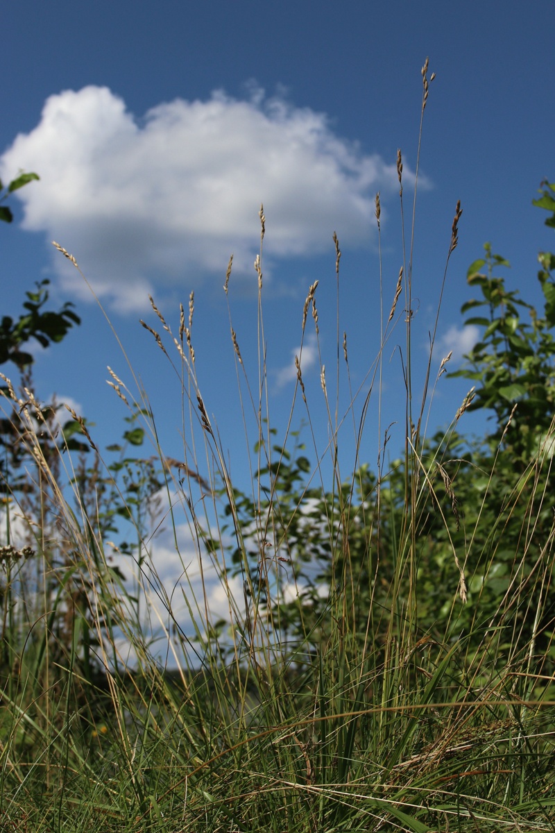 Image of Sieglingia decumbens specimen.