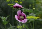 Papaver somniferum. Цветки с каплями водв (самосев). Московская обл., Раменский р-н, окр. дер. Хрипань, садовый участок. 01.08.2025.