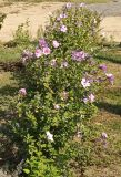 Hibiscus syriacus. Цветущие растения. Волгоград, Красноармейский р-н, улица Леваневского. 09.09.2025.